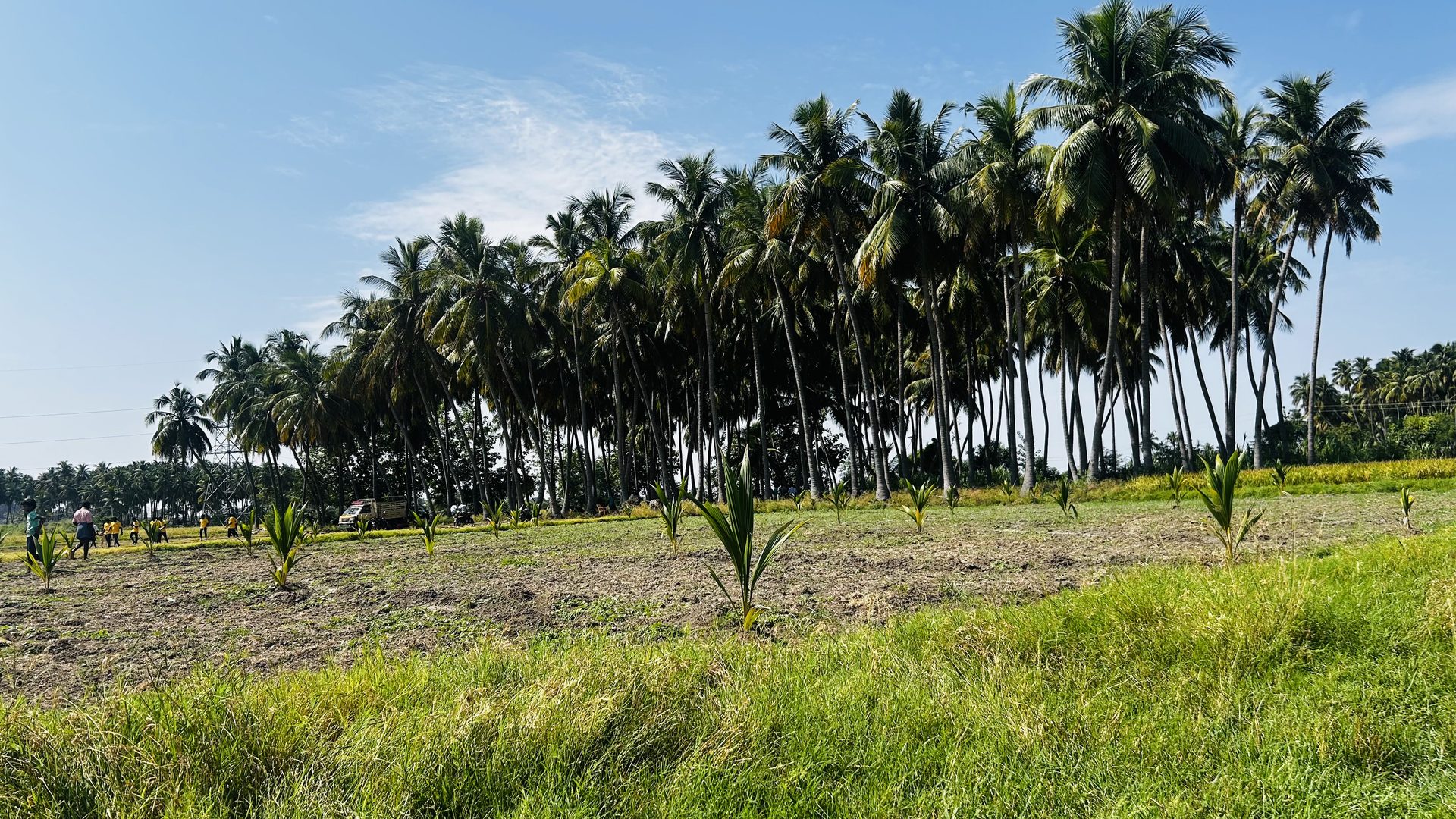 Coconut saplings being planted in a South Indian field